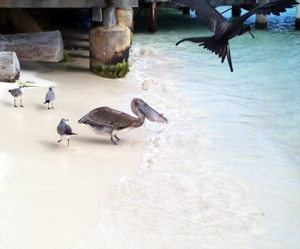 Fauna aviar en Playa Sol, Isla Mujeres, Quintana Roo, México.