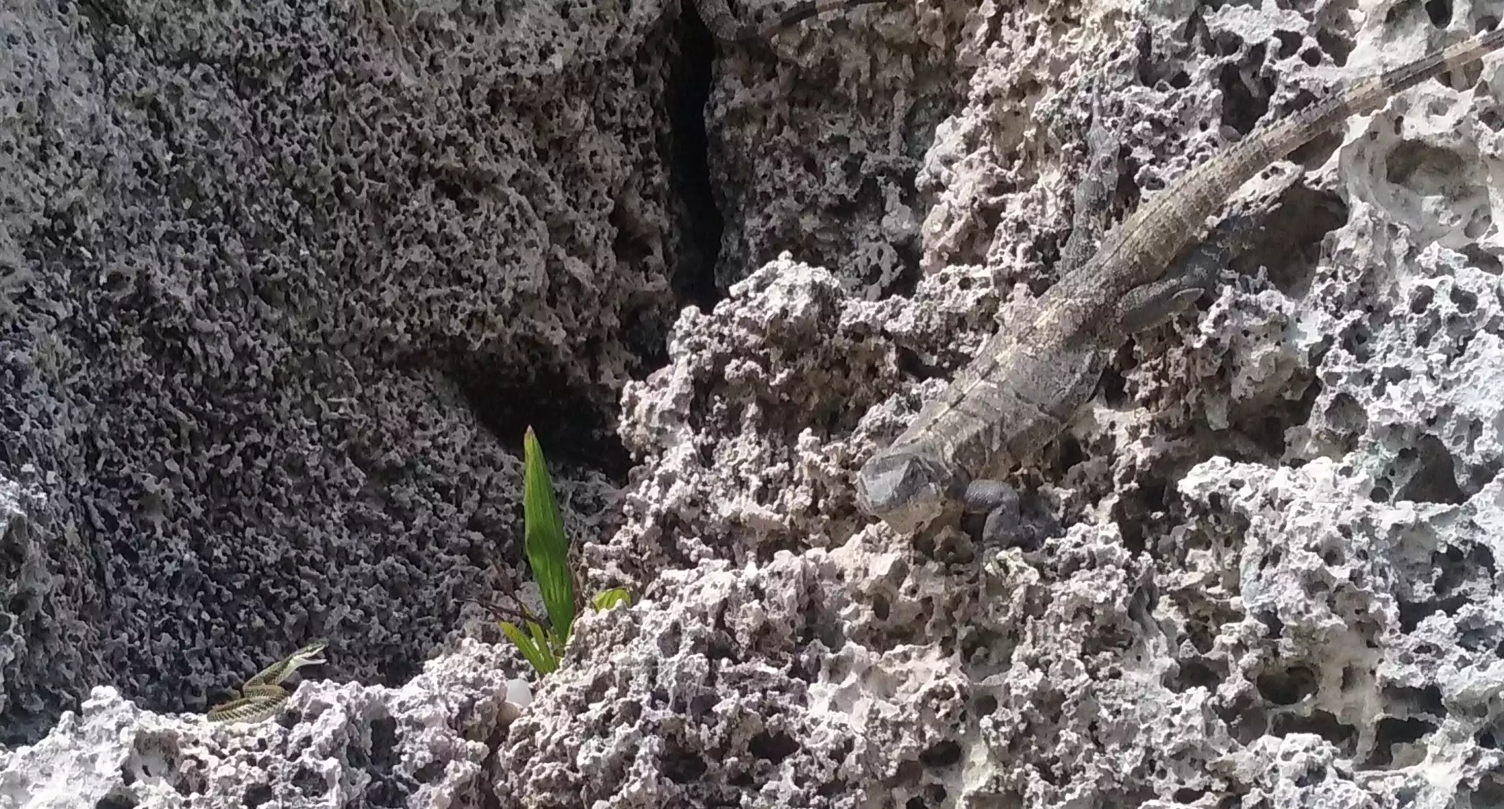 Serpiente bebe enfrentando a iguana. Playa de las ruinas de Tulum, México.